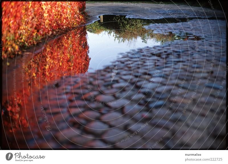 roter Wegesrand Umwelt Natur Pflanze Sträucher Hecke Verkehrswege Pflastersteine Stein Stimmung Farbe Jahreszeiten Herbst Wegrand Pfütze nass Farbfoto Morgen