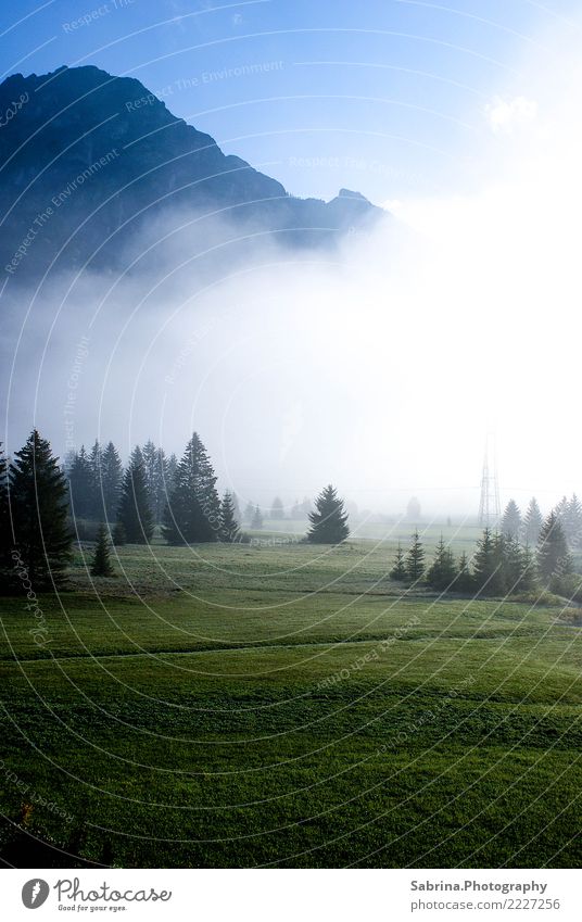 Nebliger Ausblick Menschenleer Ferien & Urlaub & Reisen Blick wandern gruselig kalt kuschlig Neugier achtsam Wachsamkeit Gelassenheit ruhig Österreich Wald Baum