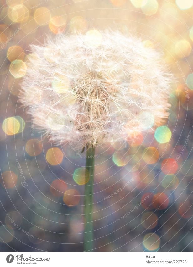 Puste mich! Sommer Umwelt Natur Pflanze Sonnenlicht Blume schön ästhetisch Farbfoto Makroaufnahme Menschenleer Reflexion & Spiegelung Starke Tiefenschärfe