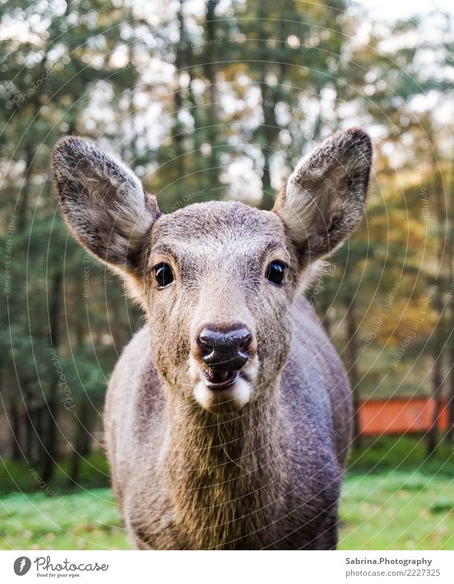 Hallo Bambi! Natur Herbst Schönes Wetter Baum Wald Menschenleer Tier Wildtier Tiergesicht Zoo 1 Tierjunges Holz Essen Blick Häusliches Leben Coolness elegant