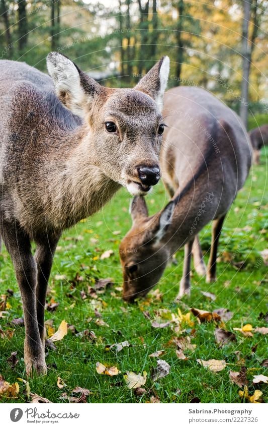 Bambi & Family Natur Herbst Schönes Wetter Baum Wald Tier Wildtier Tiergesicht Fell Zoo 2 Tiergruppe Tierfamilie Holz Essen Blick Coolness authentisch