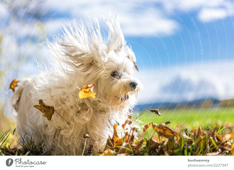 Laubsauger Tier Herbst Blatt Haustier Hund 1 blau weiß Bichon Havanais Havaneser Säugetier Wschel Aktion himmel kleiner hund Farbfoto Außenaufnahme