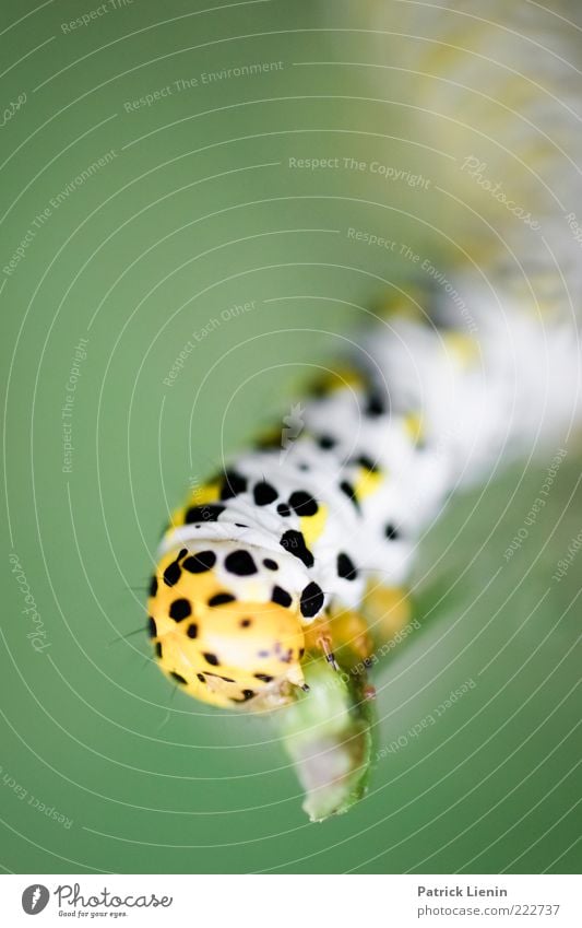 Nimmersatt Umwelt Natur Tier Pflanze Wildtier 1 Fressen hängen krabbeln außergewöhnlich klein niedlich schön gelb Stimmung Raupe Stengel grün Punkt schwarz