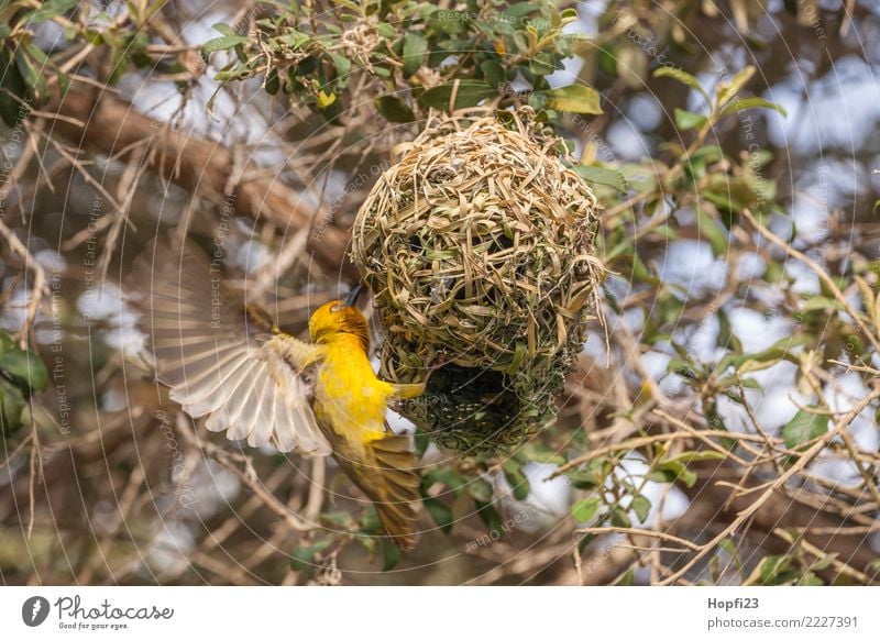 Gelber Webervogel beim Nestbau Natur Tier Sonne Frühling Schönes Wetter Baum Vogel Flügel 1 Arbeit & Erwerbstätigkeit Brunft bauen rennen Häusliches Leben braun