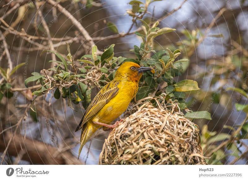 Gelber Webervogel beim Nestbau Natur Tier Sonne Frühling Schönes Wetter Baum Gras Vogel Flügel 1 Brunft bauen rennen gebrauchen Häusliches Leben braun gelb grün