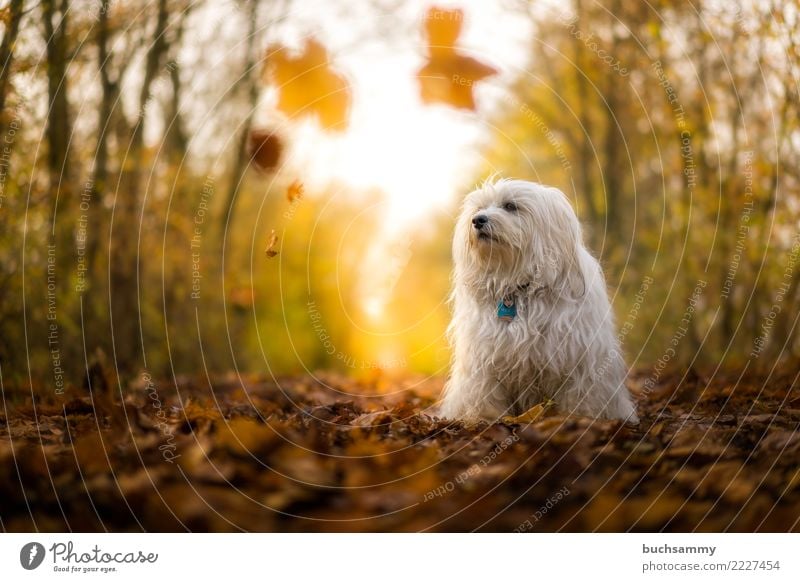 Hund im Herbst Tier Blatt Wald Haustier 1 blau weiß Bichon Havanais Havaneser Sonnenschein Säugetier Wschel Aktion himmel kleiner hund Farbfoto Außenaufnahme