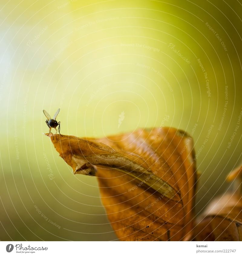 Startklar Umwelt Natur Pflanze Tier Sonnenlicht Herbst Blatt Wildpflanze Wildtier Fliege 1 sitzen braun grün Blattadern Farbfoto Gedeckte Farben Außenaufnahme