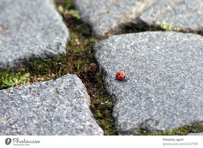 wandernder Marienkäfer Umwelt Natur Pflanze Tier Erde Frühling Sommer Herbst Winter Klima Park Stein Pflastersteine Wege & Pfade Käfer 1 entdecken krabbeln