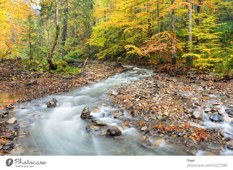 Fluss im Herbst Wald schön Ferien & Urlaub & Reisen Tourismus Natur Landschaft Pflanze Wasser Schönes Wetter Baum Sträucher Blatt Park Felsen Flussufer Bewegung