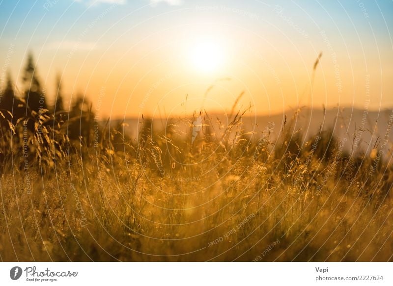 Gras auf einem Feld bei Sonnenuntergang schön Ferien & Urlaub & Reisen Tourismus Sommer Sommerurlaub Berge u. Gebirge Umwelt Natur Landschaft Pflanze Himmel