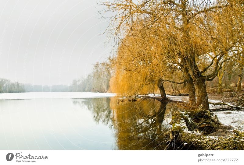 da ruht der See Umwelt Natur Landschaft Wasser Himmel Winter Eis Frost Schnee Pflanze Baum Wald Seeufer Einsamkeit stagnierend ruhig kalt Ferne Klarheit Weide