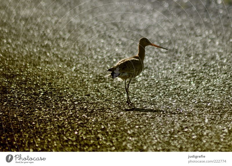 Island Umwelt Natur Tier Wildtier Vogel Uferschnepfe gehen stehen schön natürlich niedlich Spitze Farbfoto Gedeckte Farben Außenaufnahme Menschenleer Tag Licht