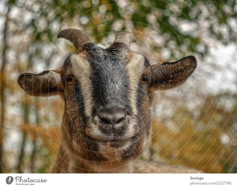 Hab einen oder keinen Bock Tier Haustier Nutztier Tiergesicht Fell Zoo 1 Fressen füttern Ziegen Ziegenbock Farbfoto mehrfarbig Außenaufnahme Nahaufnahme