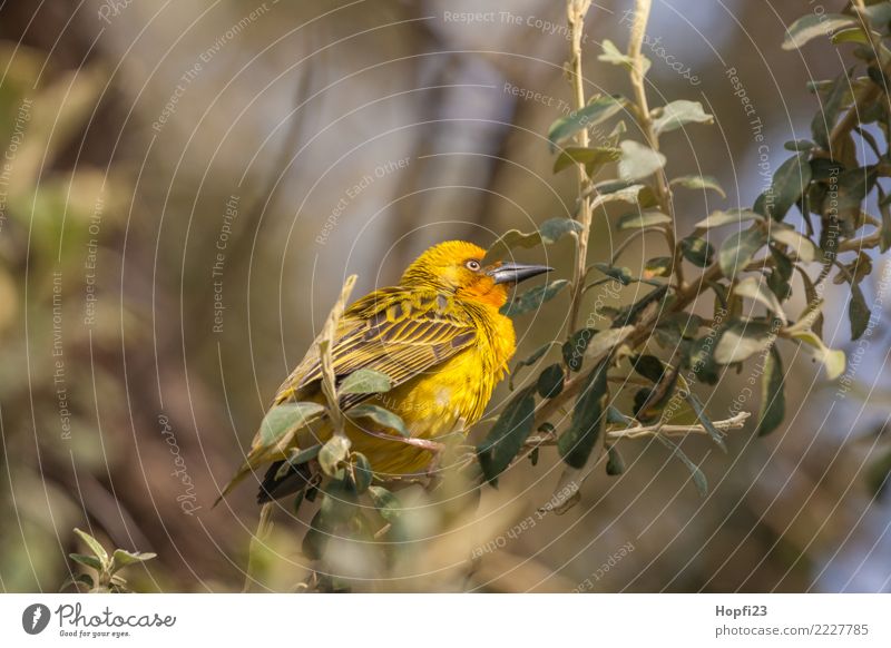 Gelber Webervogel beim Nestbau Tier Vogel Flügel 1 Arbeit & Erwerbstätigkeit Brunft bauen rennen Häusliches Leben braun gelb grün orange Erfolg Entschlossenheit