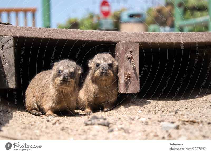 Dassiebabys Ferien & Urlaub & Reisen Tourismus Tier Wildtier Tiergesicht Fell Klippschliefer 2 Tierjunges beobachten Fröhlichkeit klein nah Neugier niedlich