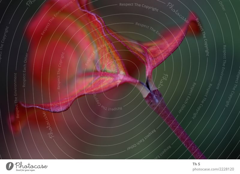 Blatt Natur Pflanze Herbst Bewegung Blühend verblüht ästhetisch authentisch einfach elegant Fröhlichkeit natürlich grün rot weiß Gelassenheit geduldig ruhig