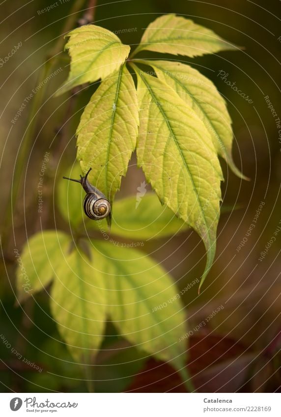 Schnecke auf Weinblatt Natur Pflanze Tier Erde Herbst Blatt Wildpflanze Kletterpflanzen Wilder Wein Garten Schnirkelschnecke 1 berühren dehydrieren schön braun