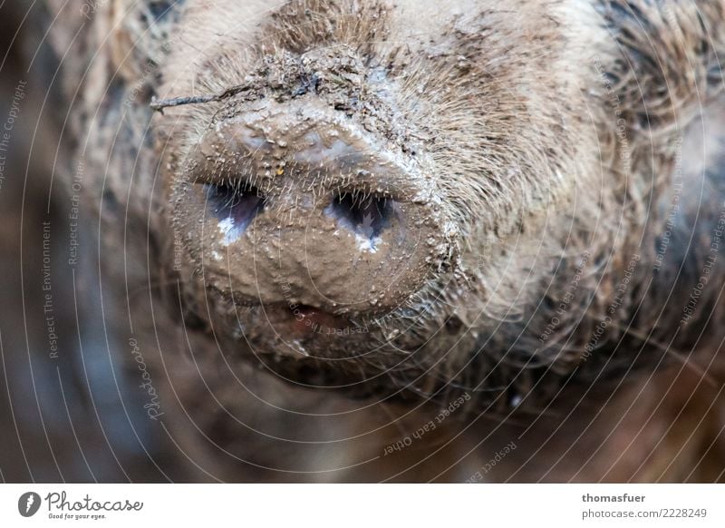 Schwein, Schnauze, Dreck Fleisch Wurstwaren Ernährung Ausflug Metzger Tier Nutztier Tiergesicht Zoo Streichelzoo 1 authentisch dreckig Körperpflege Natur