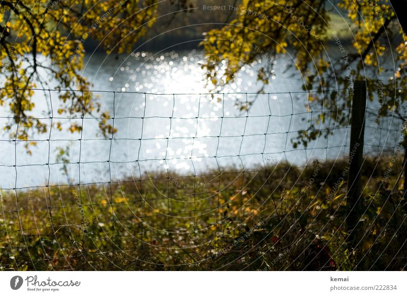 Am See Umwelt Natur Landschaft Pflanze Wasser Sonnenlicht Herbst Schönes Wetter Baum Gras Blatt Zweig Ast Wiese Seeufer Teich Zaun Zaunpfahl Maschendrahtzaun