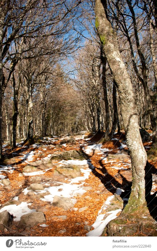 herbst & winter / licht & schatten Ferien & Urlaub & Reisen Ausflug Umwelt Natur Landschaft Erde Himmel Herbst Winter Wetter Schönes Wetter Eis Frost Schnee