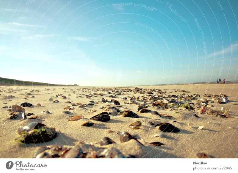 Muschelstrand Mensch 3 Landschaft Sand Wasser Himmel Sonnenlicht Sommer Schönes Wetter Küste Strand Nordsee Meer gehen ruhig Fernweh Zufriedenheit Erholung