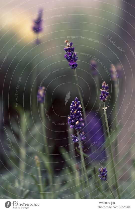 Der Winter kommt Natur Schönes Wetter Pflanze Lavendel ästhetisch kalt nah gelb gold grün violett Gefühle Stimmung Sonnenlicht Blüte Farbfoto mehrfarbig