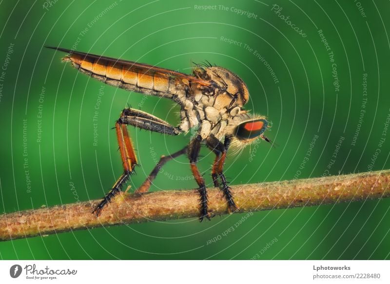 Orange Räuber-Fliege hockt auf trockenem Zweig mit grünem Hintergrund Insekt Makroaufnahme Natur Raubfliege Wanze Blatt Tier Flügel Nahaufnahme Auge rot