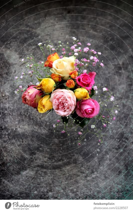 bezaubernd kleines schlichtes Rosensträußchen Valentinstag Muttertag Geburtstag Blühend leuchten Duft niedlich Romantik Hoffnung Blume Blumenstrauß Blüte