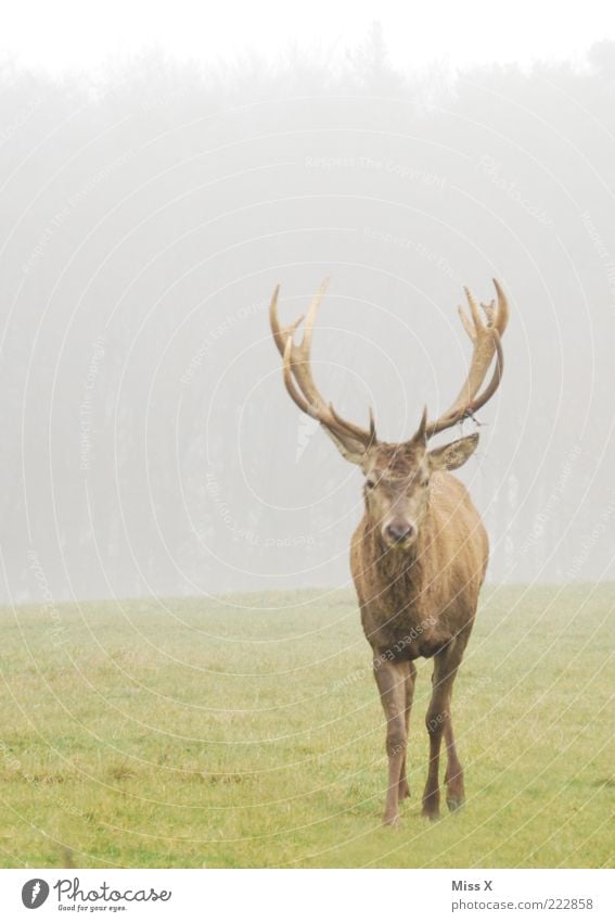 no a Hirsch Natur Tier Herbst Winter schlechtes Wetter Nebel Wiese Wildtier 1 Hochmut Stolz Hirsche Horn Paarhufer Farbfoto Gedeckte Farben Außenaufnahme