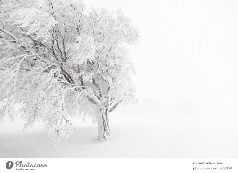 schneeweißer Textfreiraum rechts Ferien & Urlaub & Reisen Winter Schnee Winterurlaub Klima Wetter Wind Nebel Eis Frost hell Schwarzwald Monochrom Baum Buche