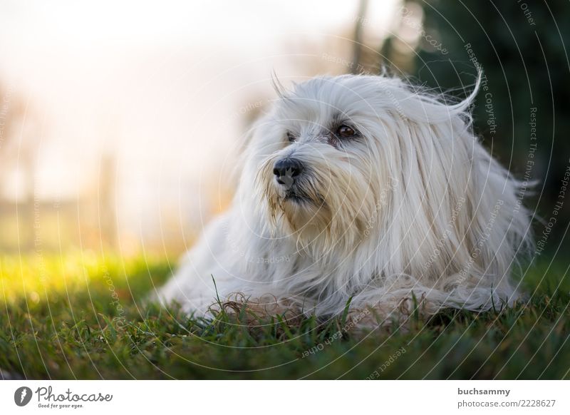 Liegender Hund Tier Herbst Wiese Haustier 1 blau grün weiß Bichon Havanais Havaneser Querformat Säugetier Wuschel kleiner hund Farbfoto Textfreiraum unten Tag