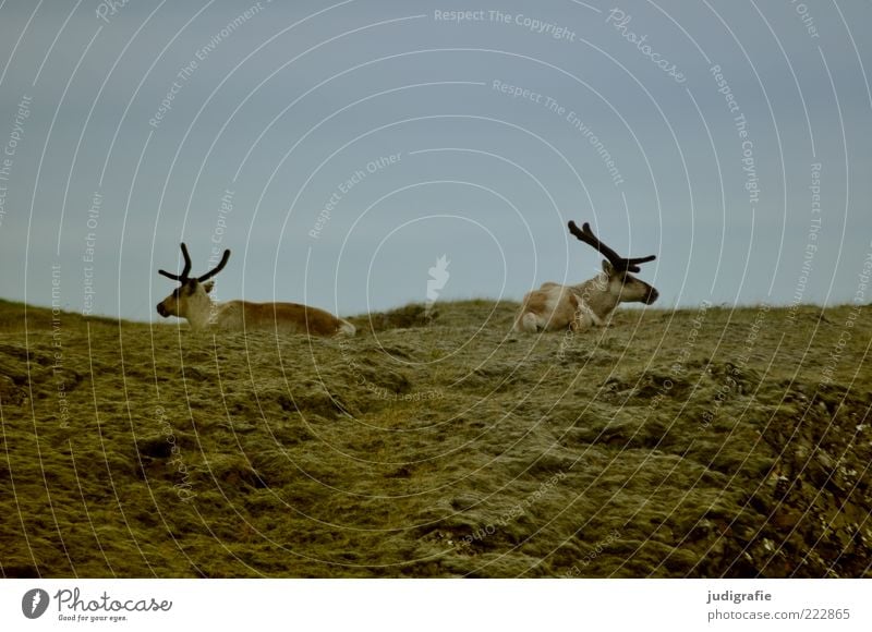 Island Umwelt Natur Himmel Wiese Tier Wildtier Rentier 2 Tierpaar sitzen natürlich wild Leben Farbfoto Gedeckte Farben Außenaufnahme Menschenleer Tag