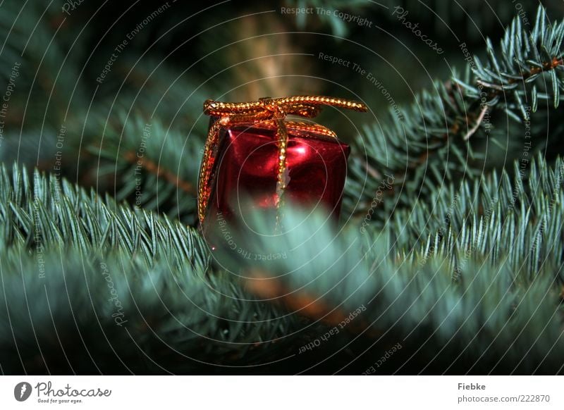 Geschenkezeit Tanne Nadelbaum grün rot Neugier Wunsch Weihnachten & Advent Weihnachtsbaum Baumschmuck Vorfreude Schleife Tannennadel Dekoration & Verzierung