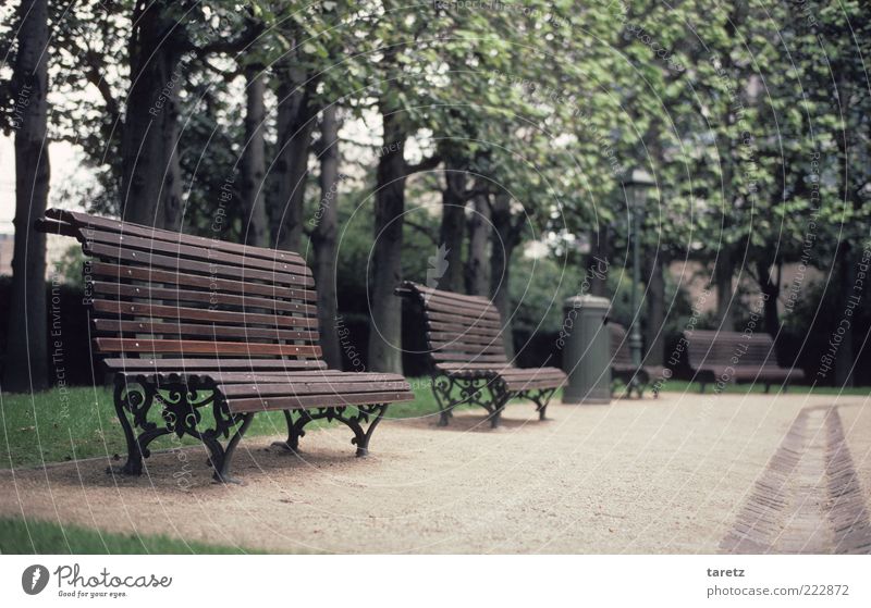 Keine Zeit für Pausen Baum Brüssel alt elegant kalt Einsamkeit Bank Parkbank klassisch verziert leer einladend Holzbank geschwungen Sauberkeit gepflegt Farbfoto