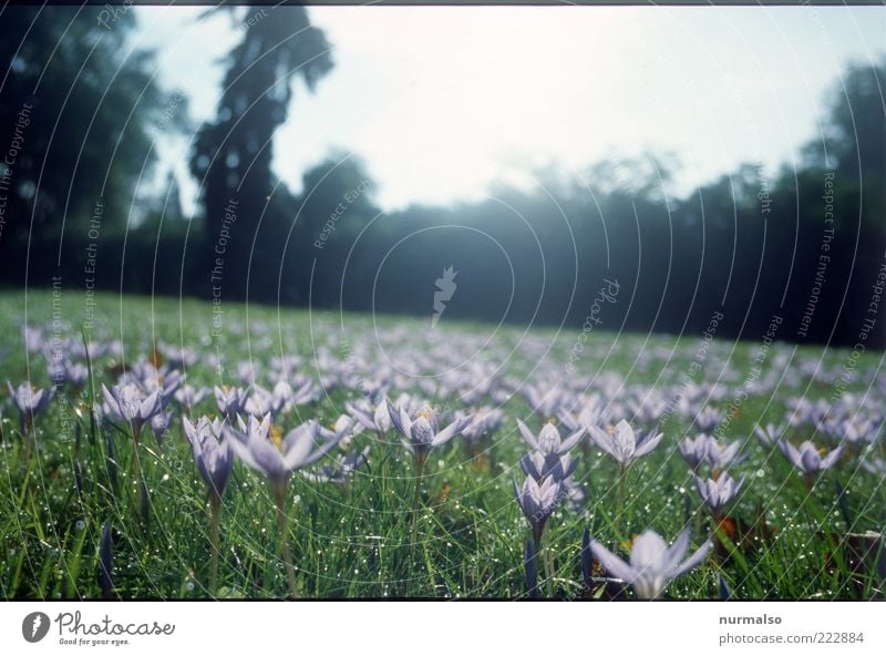 Antischneearmee Freizeit & Hobby Natur Landschaft Pflanze Schönes Wetter Blume Gras Park Menschenleer Blühend entdecken natürlich schön grün violett Stimmung