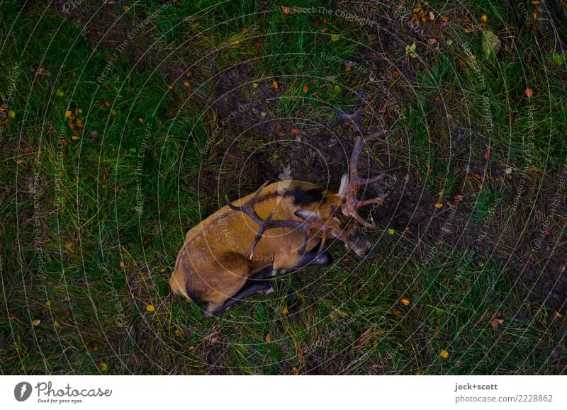 Hirsch der Erde Natur Herbst Wiese Waldboden Franken Wildtier Hirsche Horn 1 Tier liegen warten authentisch dunkel natürlich unten Gefühle Stimmung Geborgenheit