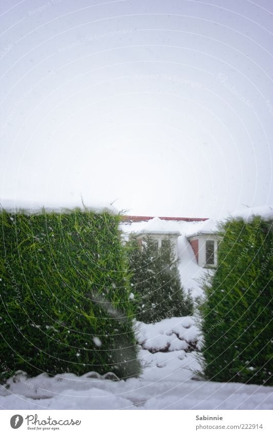 Snowy Afternoon Walk Winter Schnee Haus Himmel Eis Frost Hecke Einfamilienhaus Gebäude Fenster Erker Erkerfenster Dach grün weiß Farbfoto Gedeckte Farben