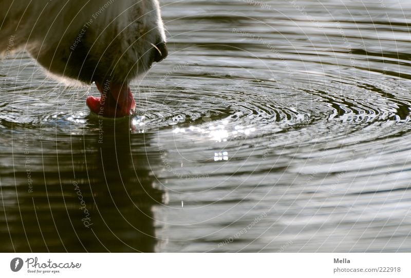 Treffer Umwelt Natur Wasser Teich See Tier Haustier Hund Nase Schnauze Zunge 1 Kreis konzentrisch trinken Flüssigkeit nah Durst Leben Überleben Erfrischung