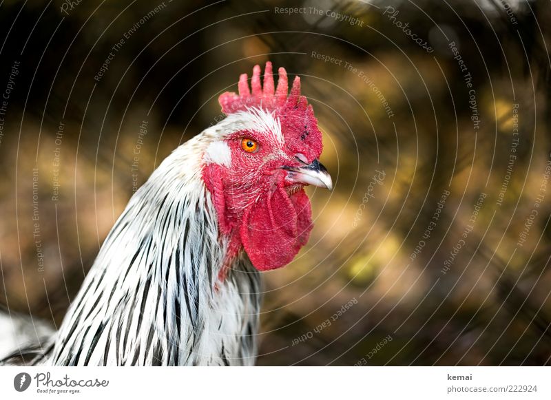 Gockel Natur Tier Nutztier Tiergesicht Hahn Haushuhn Hahnenkamm Auge 1 Blick rot weiß ländlich Landleben Schnabel Farbfoto Gedeckte Farben Außenaufnahme