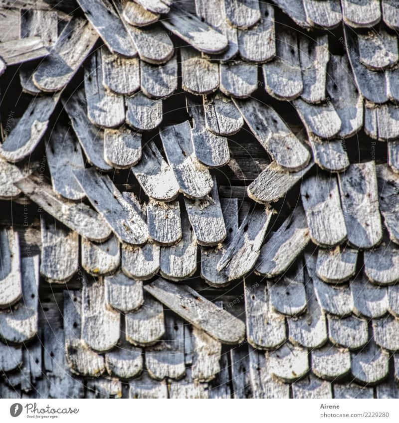 einzelne Ausfälle Dach Holzvertäfelung Schindeldach Holzschindel Lücke fehlerhaft alt kaputt trocken grau Armut Verfall Vergänglichkeit Häusliches Leben Zeit