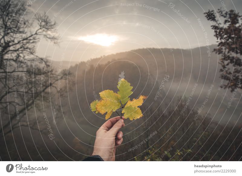 Herbststimmung: verfärbtes Laubblatt vor Wald bei Sonnenaufgang Freizeit & Hobby Ferien & Urlaub & Reisen Tourismus Ausflug Abenteuer Berge u. Gebirge wandern