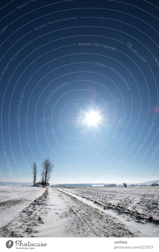 Sonnenschein Wolkenloser Himmel Sonnenlicht Winter Schönes Wetter Baum frieren glänzend hell kalt blau weiß ästhetisch Einsamkeit Klima Natur Umwelt