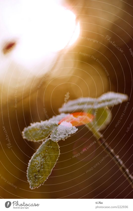 Kleiner Bruder Umwelt Natur Winter Schönes Wetter Eis Frost Pflanze Rose Blatt Blüte glänzend Wachstum hell kalt natürlich gelb grün Farbfoto Menschenleer