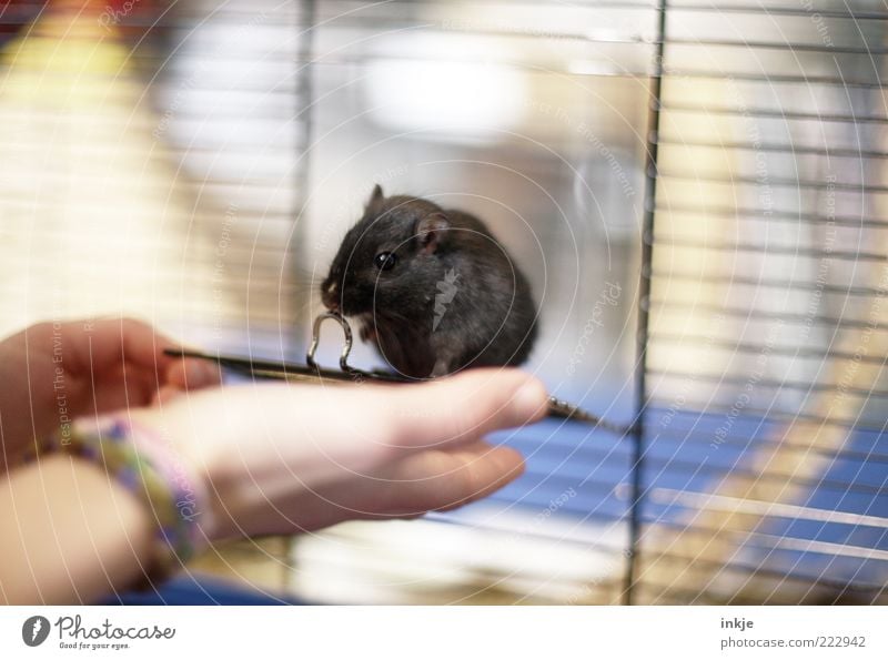 Vertrauen Kindheit Leben Hand Haustier Maus Käfig 1 Tier Gitter beobachten Blick klein Neugier niedlich Gefühle Stimmung Glück Sicherheit Schutz Geborgenheit