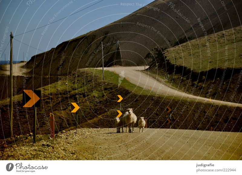 Island Umwelt Natur Landschaft Pflanze Tier Schönes Wetter Hügel Berge u. Gebirge Verkehrswege Straße Verkehrszeichen Verkehrsschild Nutztier Schaf 3 Tiergruppe