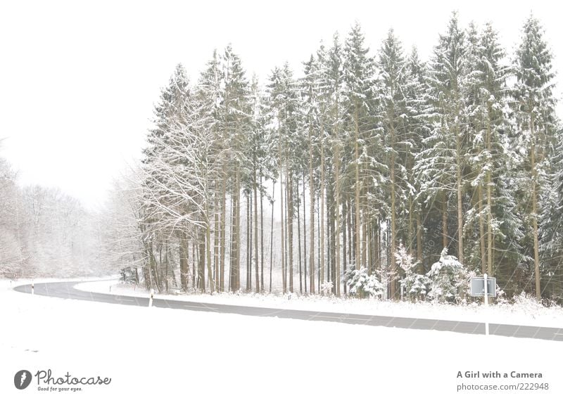 The road to Xmas Umwelt Natur Landschaft Pflanze Winter Schönes Wetter Schnee Baum Verkehr Verkehrswege Straße warten gigantisch weiß Idylle Tanne Fichte