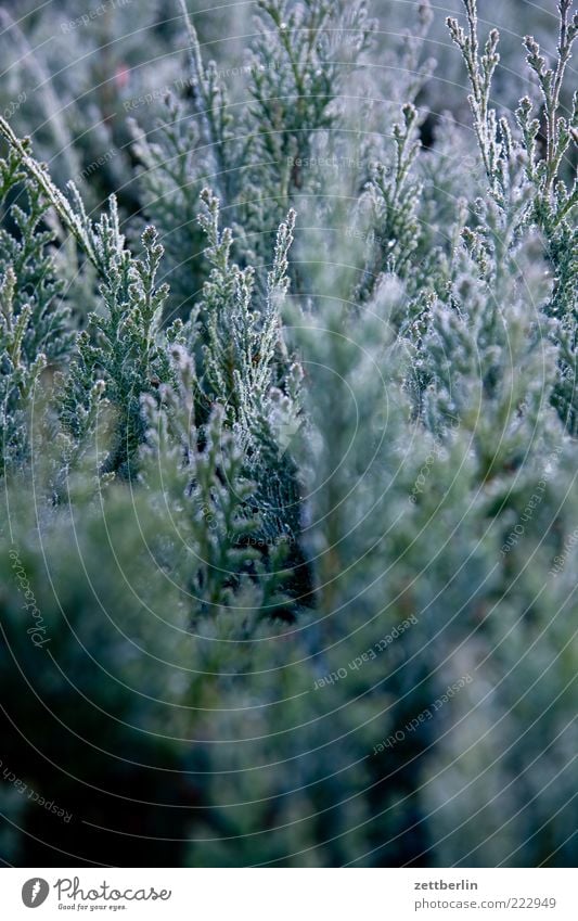 Thuja Natur Winter Pflanze Sträucher Blatt Grünpflanze Brandenburg November wallroth Lebensbaum Hecke Raureif Tau Dezember Konifere Farbfoto Gedeckte Farben