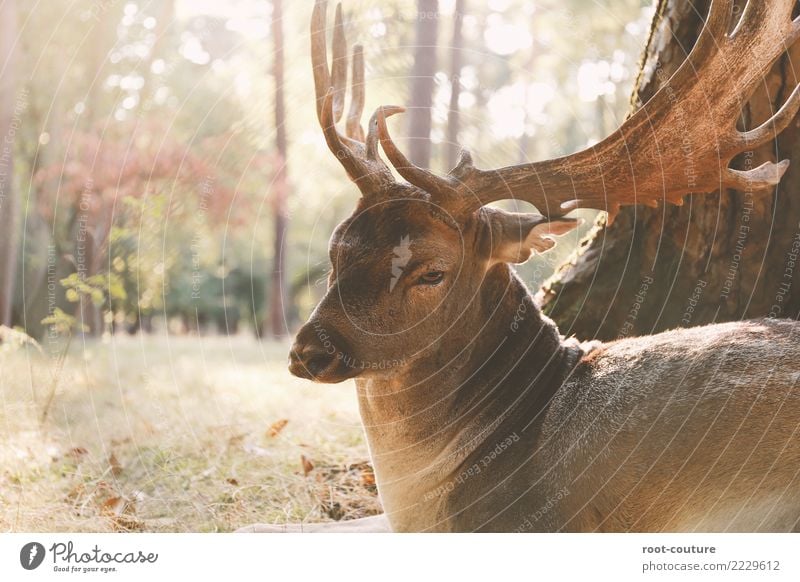 Oh my deer Sommer Natur Pflanze Tier Sonnenlicht Herbst Schönes Wetter Grünpflanze Park Wald Wildtier Tiergesicht Zoo Reh Hirschkuh 1 Erholung sitzen