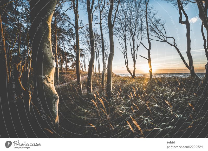 Sommeridylle No2 Natur Landschaft Pflanze Himmel Wolken Horizont Schönes Wetter Baum Gras Sträucher Wald Wellen Küste Ostsee Einsamkeit einzigartig Idylle Ferne