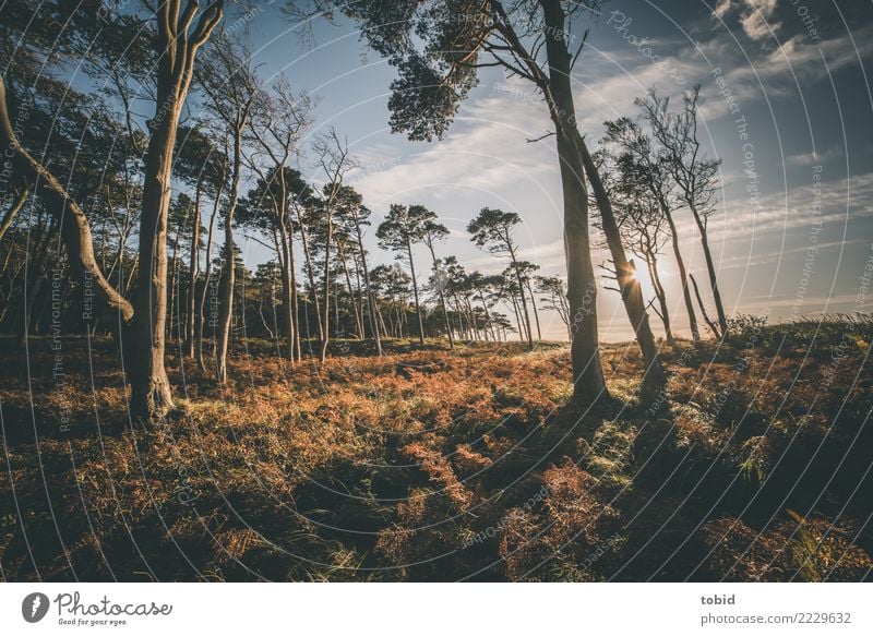 Sommeridylle No3 Natur Landschaft Pflanze Himmel Wolken Horizont Schönes Wetter Baum Gras Sträucher Farn Wald Einsamkeit Idylle Baumstamm Weststrand Farbfoto